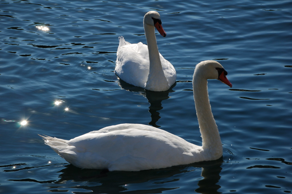 Two swans swimming on a sunny lake.