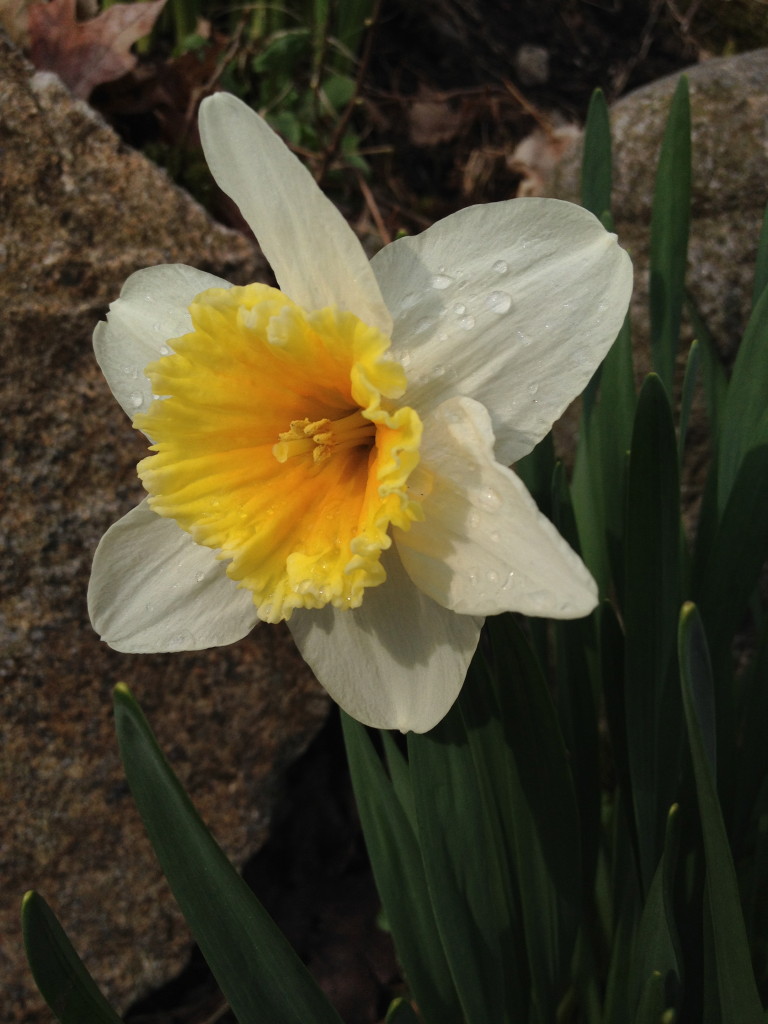 White and yellow daffodil with dew drops.