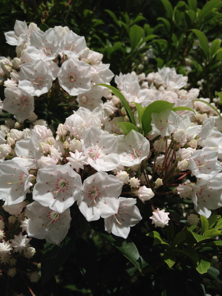 White mountain laurel flowers with green leaves.