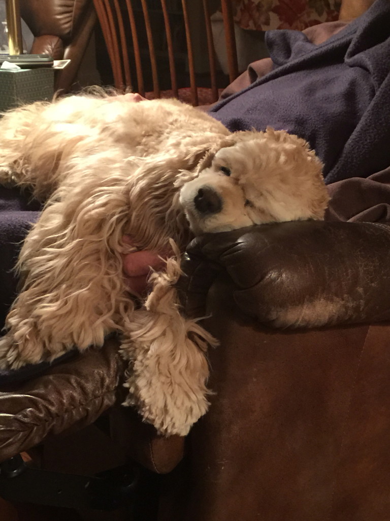 Dog sleeping on a brown leather chair.
