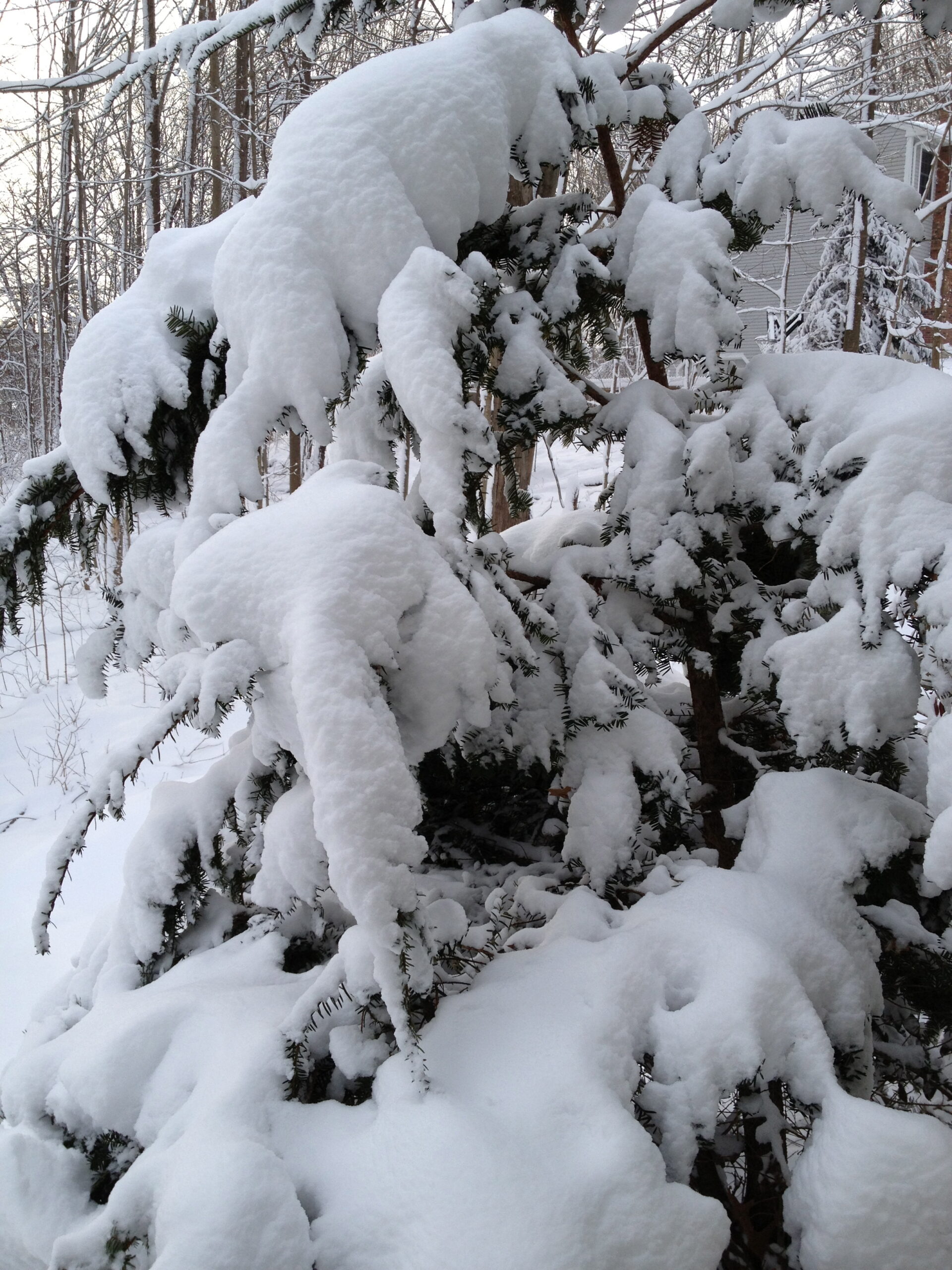 Snowy shrubs, Massachusetts Winter