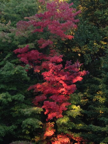 Tree with vibrant red and green leaves.